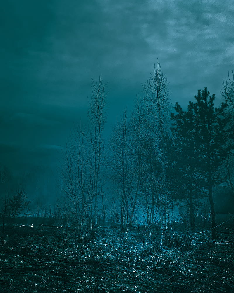 trees, night, moonlight, twilight, haze, HD phone wallpaper