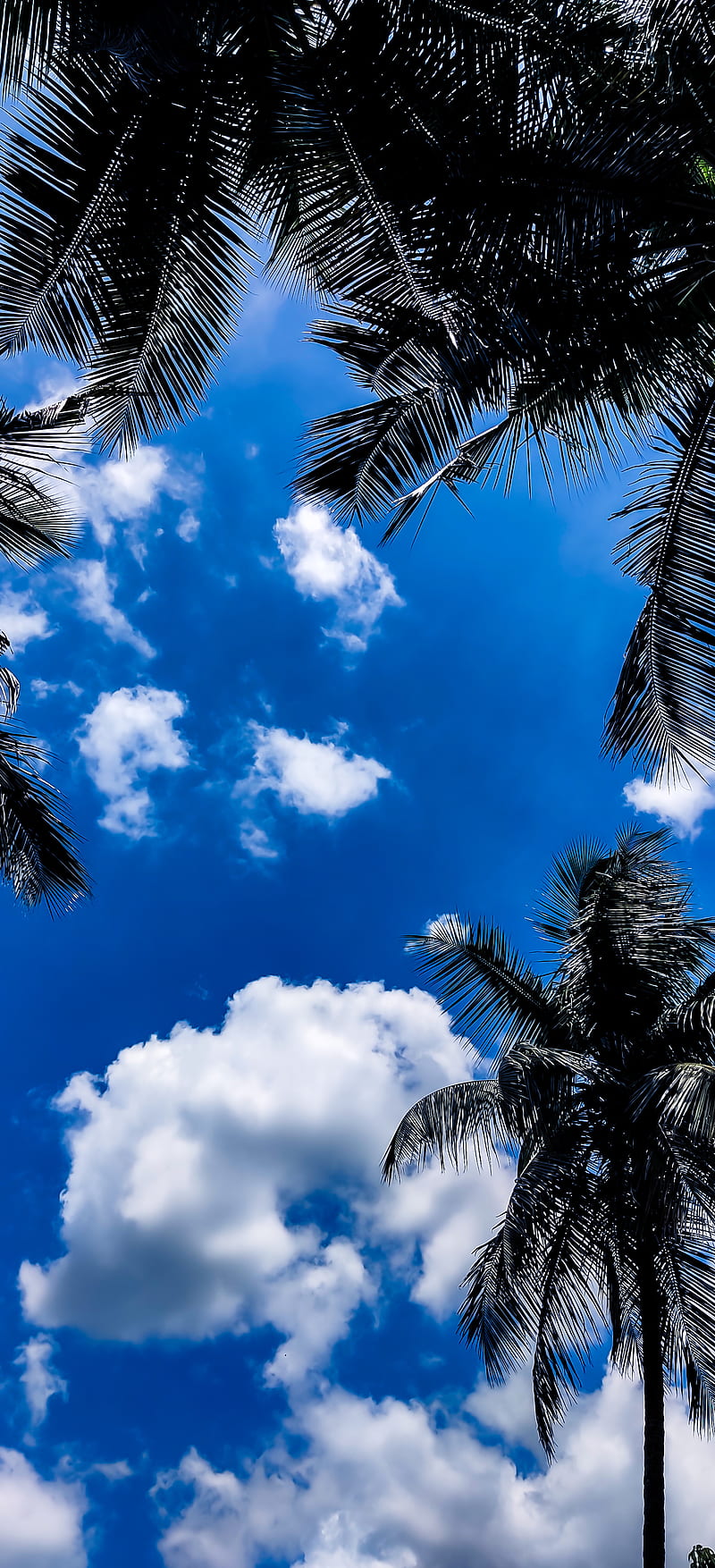 Blue sky, clear, coconut, deep, kerala, nature, summer, HD phone wallpaper
