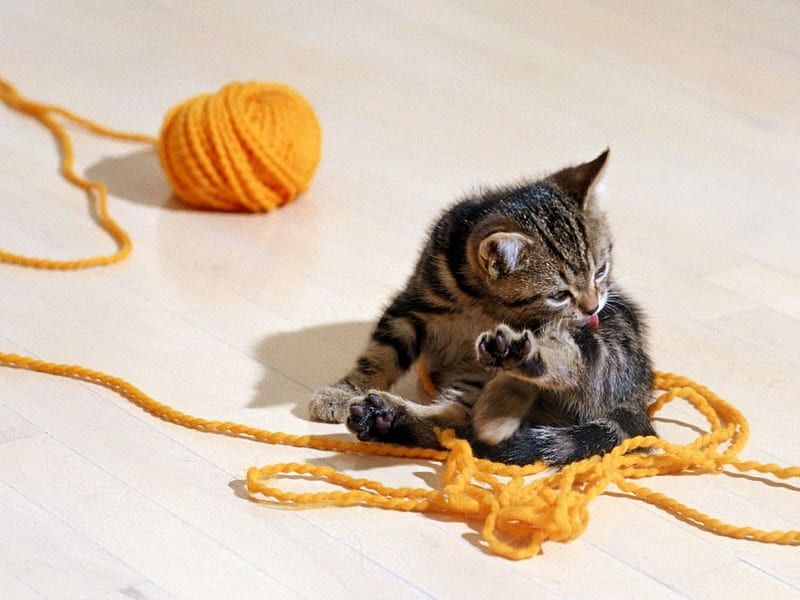 Kitten playing with a skein of thread, feline, thread, skein, cat, kitten, animal, sweet, HD wallpaper