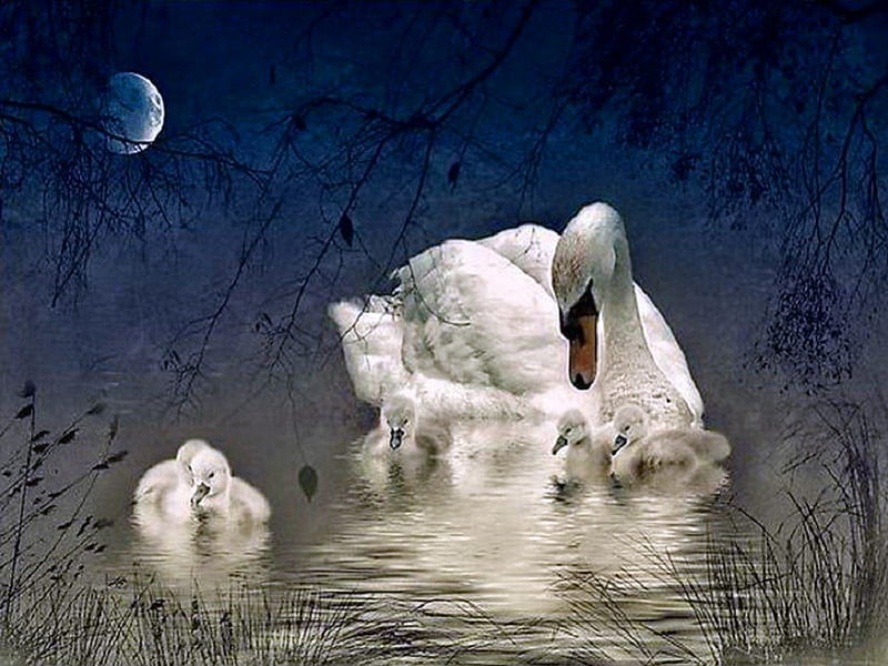 Protection, family, water, love, moonlight, mother, swan, signets, HD wallpaper