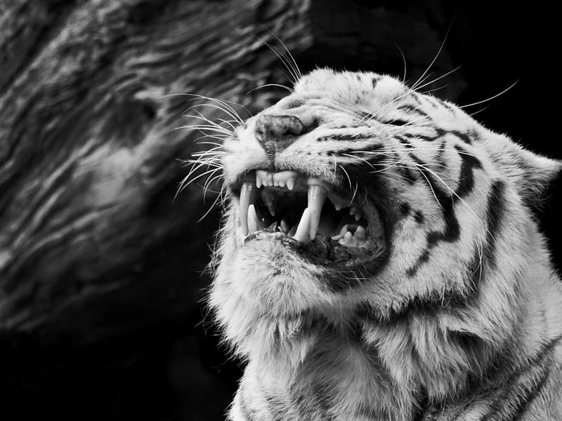 teeth pain, pain, big, big cat, black and white, tiger, cat, HD wallpaper