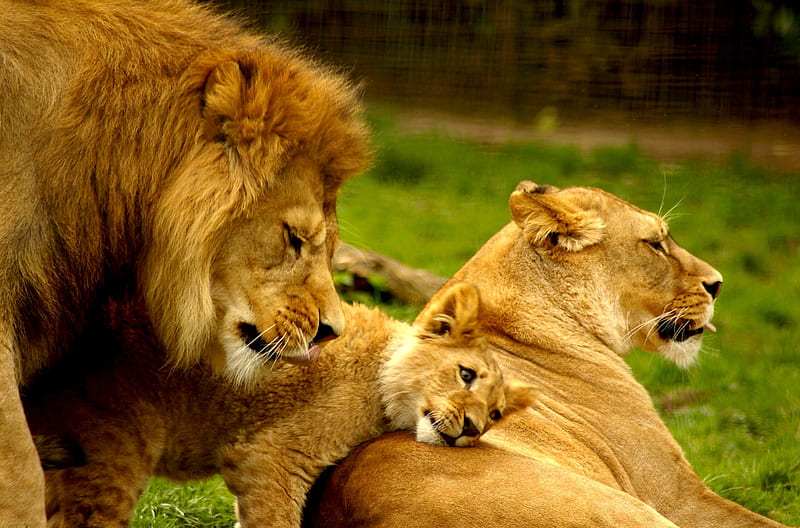 ROYAL FAMILY, Family, Lion, Lioness, Cub, HD wallpaper