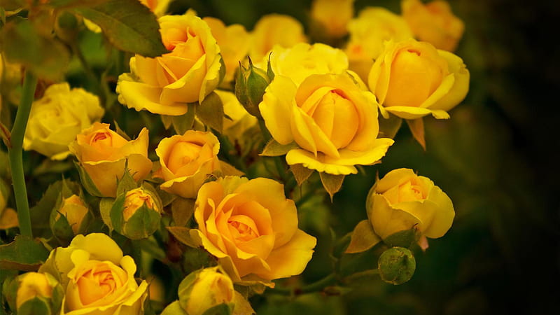 Beautiful Yellow Roses Flowers Green Leaves Blur Background Yellow, HD  wallpaper | Peakpx
