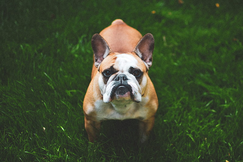 french bulldog, dog, grass, face, HD wallpaper