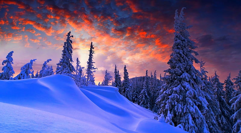 Winter sky, forest, dawn, dusk, sunset, clouds, sky, winter, snow, pine, mountains, nature, sunrise, scene, landscape, wood, HD wallpaper