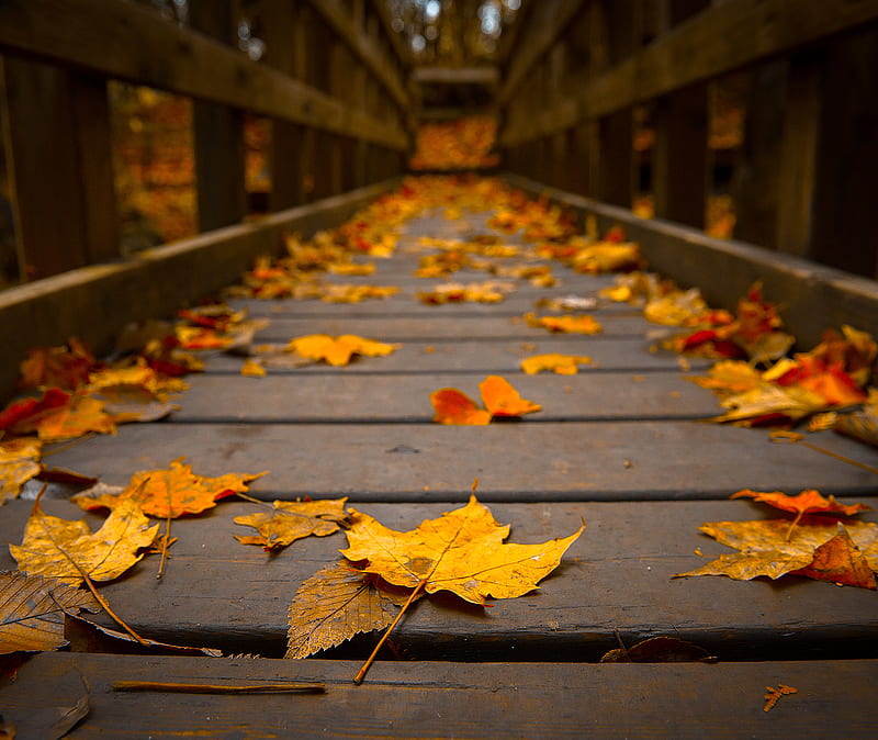 Autumn Leaves, autumn, boardwalk, fall, leaves, nature, HD wallpaper