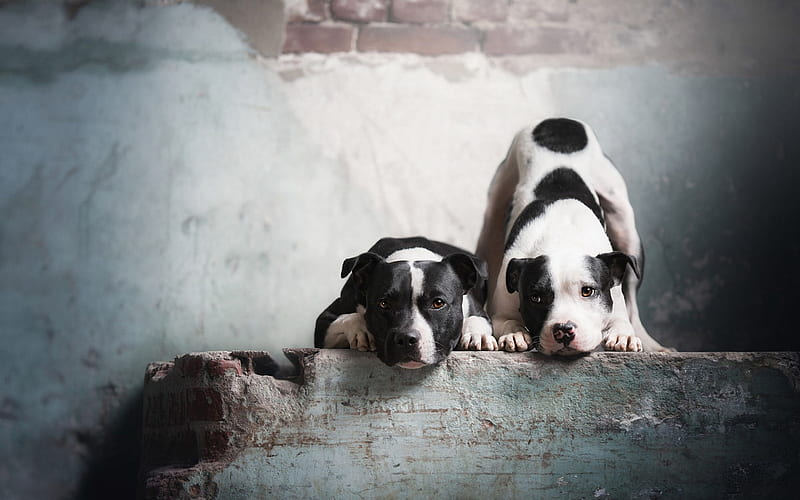 American Pit Bull Terriers, white black dogs, pets, spotted dogs, HD wallpaper