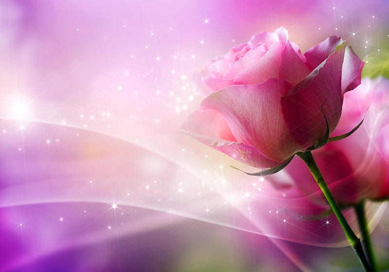 Rose with love, pretty, rose, bonito, fragrance, leaves, nice, fantasy, love, pink, friendshil, stars, lovely, glance, scent, gift, bouquet, blaze, petals, HD wallpaper