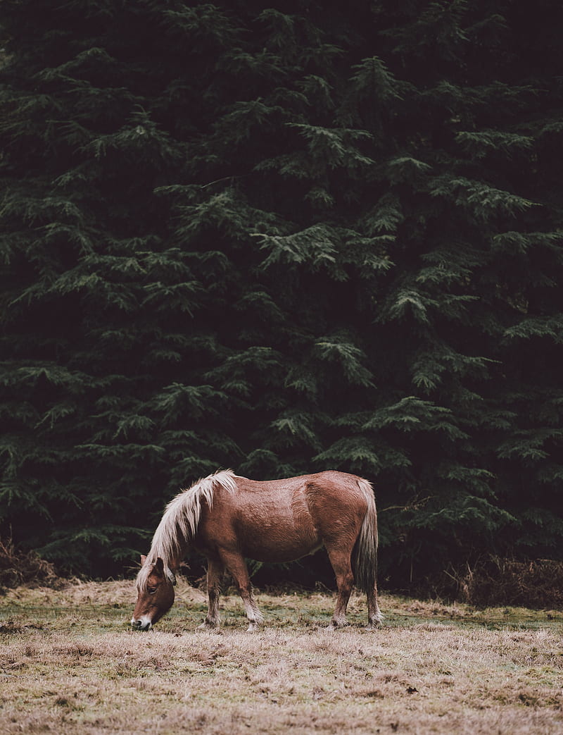 brown horse eating grass during daytime, HD phone wallpaper
