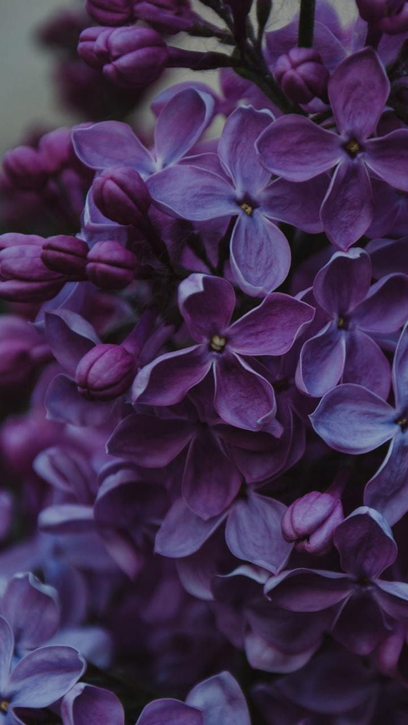 Flores lilas moradas, flor de cerca, jeqata, flor lila, lilas, primavera,  Fondo de pantalla de teléfono HD | Peakpx