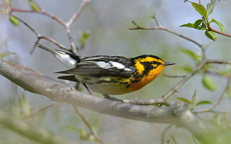 Blackburnian Warbler, warbler, branch, bird, animal, HD wallpaper