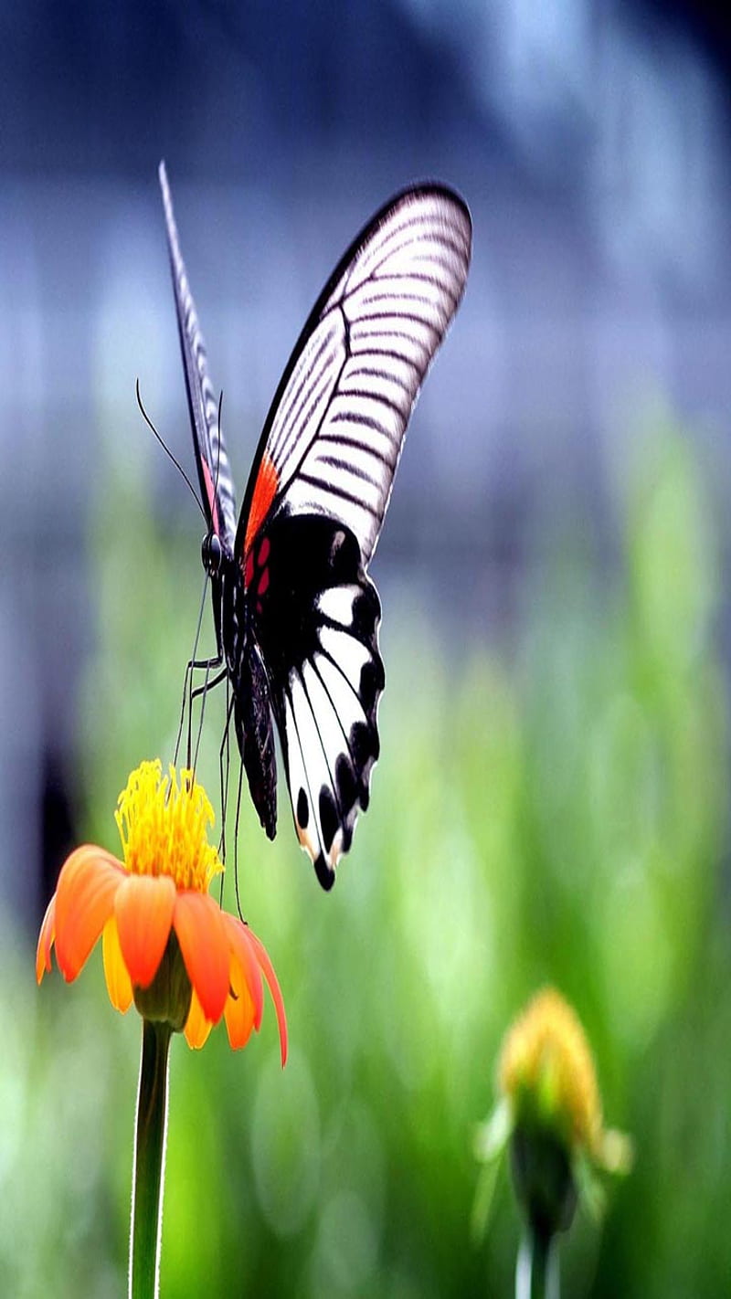 Beautiful Butterfly, look, nice, HD phone wallpaper | Peakpx