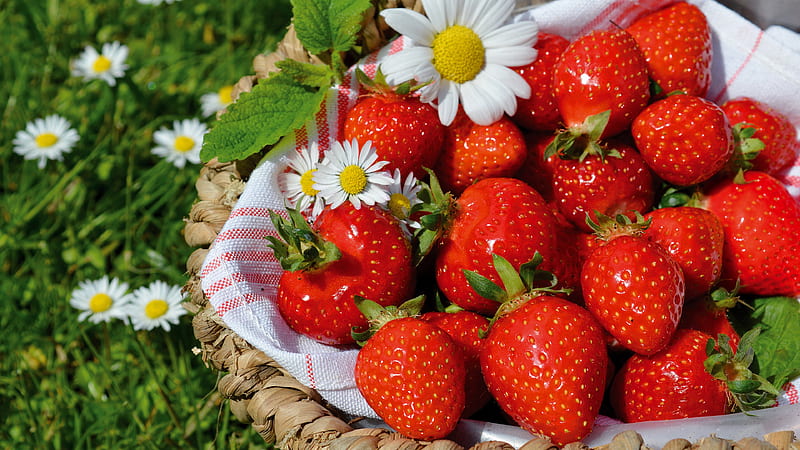 Fruits, Strawberry, Berry, Chamomile, HD wallpaper