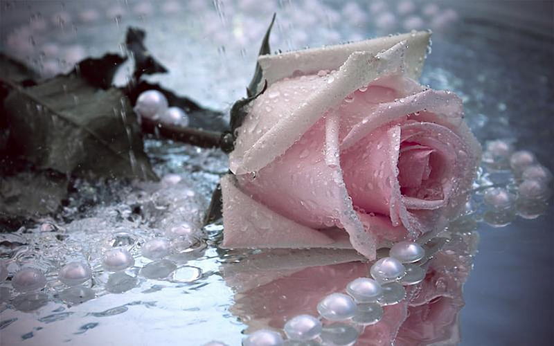 Red Rose With Water Drops Reflection On Floor HD Rose Wallpapers  HD  Wallpapers  ID 62947
