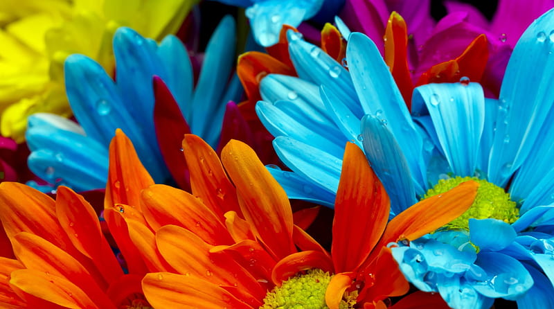 Colourful Gerbera, red, colourful, orange, dew, yellow, gerbera, flowers, pink, blue, HD wallpaper