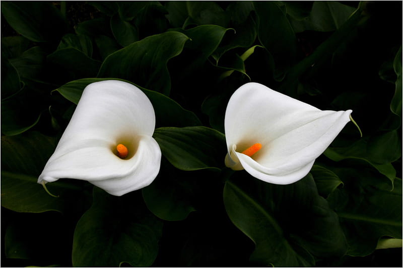 Twins, inocent, calla lily, flowers, beauty, nature, white, sweet, HD wallpaper
