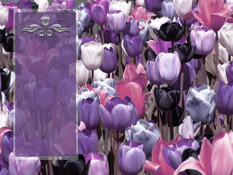 Tulip Field with Icon Panel I, lilac, colorful, frame, leaves, panel, gothic, plastic, flowers, tulips, pink, blooms, stemmed, colors, black, mauve, purple, flower, blossoms, petals, white, icon, field, HD wallpaper