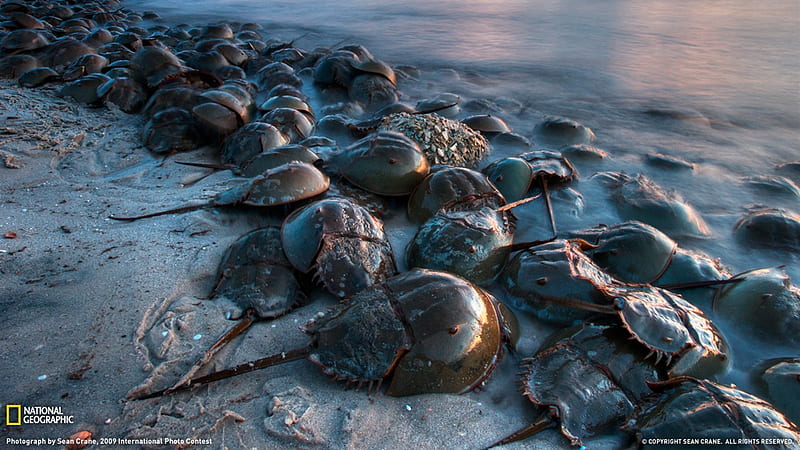 Horseshoe crab- National Geographic selected, HD wallpaper