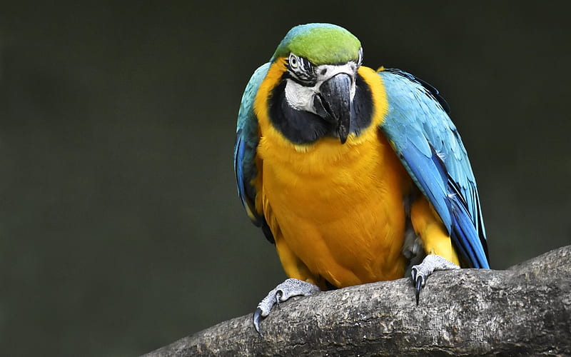 Blue yellow macaw, parrot, beautiful bird, macaw, HD wallpaper