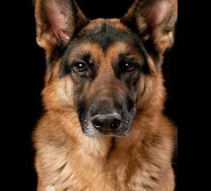 Versatile Shepard, black, brown, Shepard, dog, HD wallpaper