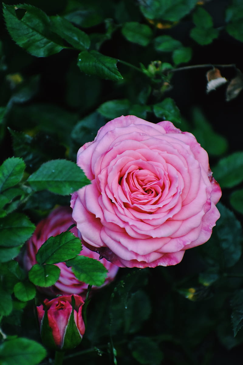 Pink Rose In Bloom During Daytime Hd Phone Wallpaper Peakpx