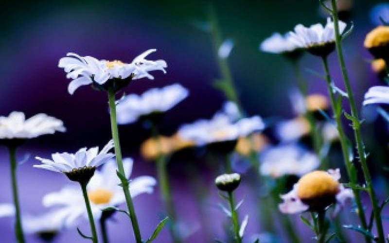 Summer Flowers, summer, flowers, nature, daisy, meadow, HD wallpaper ...