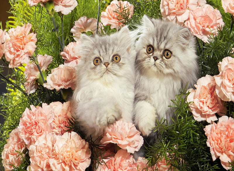 Kitten, animals, persian kitten, two, HD wallpaper