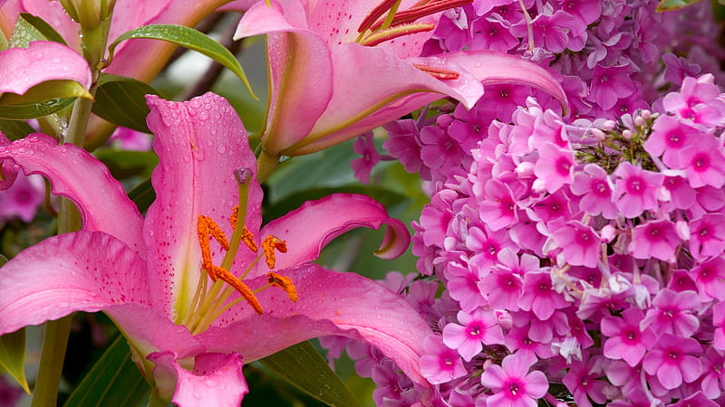 Pink Garden, phlox, plants, blossoms, lilies, petals, HD wallpaper