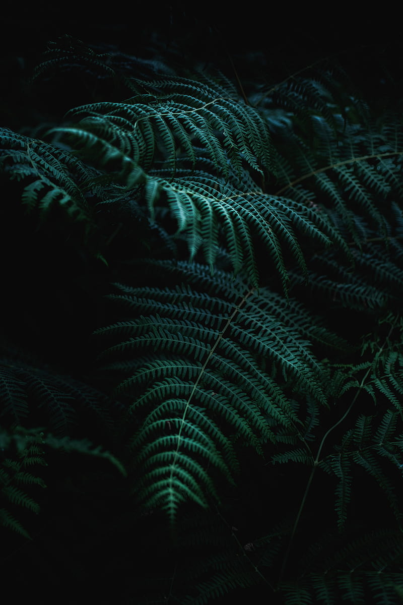 fern, branch, plant, macro, HD phone wallpaper