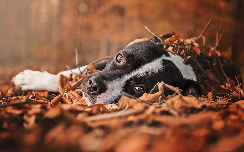 Pit Bull Terrier, autumn, black pitbull, bokeh, dogs, Pit Bull, pets, Pit Bull Dog, HD wallpaper