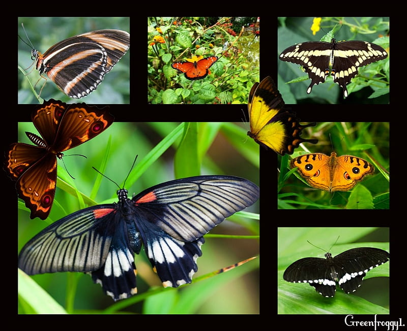 PRETTY BUTTERFLIES, PRETTY, COLLAGE, BUTTERFLIES, HD wallpaper | Peakpx