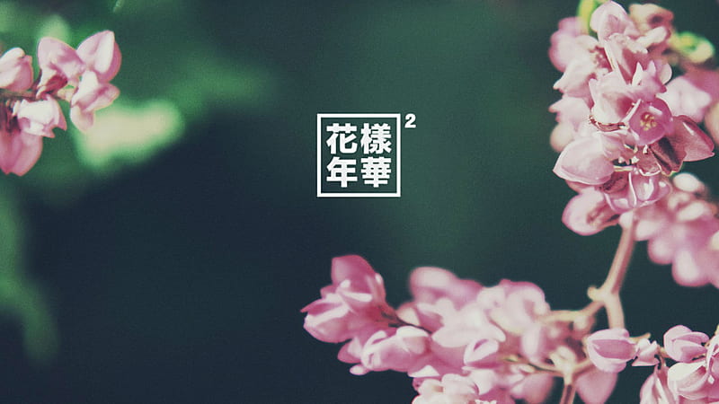 Logotipo de bts con flores de flor rosa logotipo de bts, Fondo de pantalla  HD | Peakpx