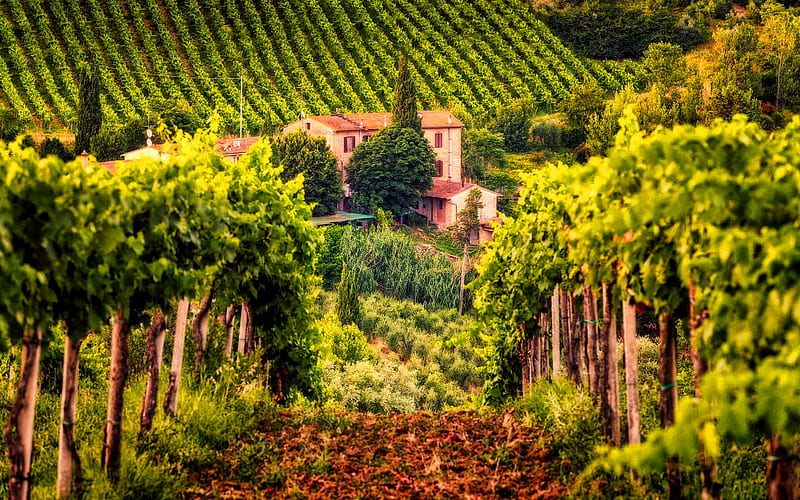 Tuscany, R, vineyards, summer, Italy, beautiful nature, Europe, HD wallpaper