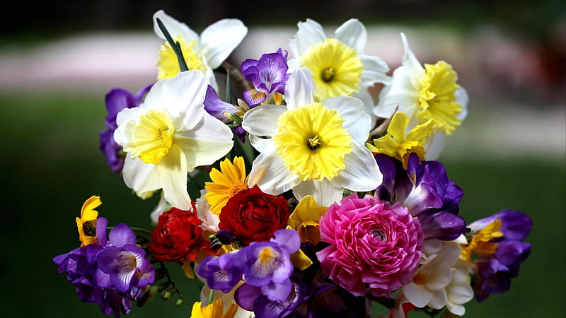 Spring flowers, daffodil, flower, spring, bouquet, sia, HD wallpaper