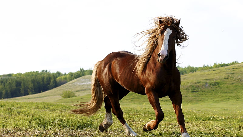 Brown Horse Is Running On Hills With White Background Horse, HD wallpaper