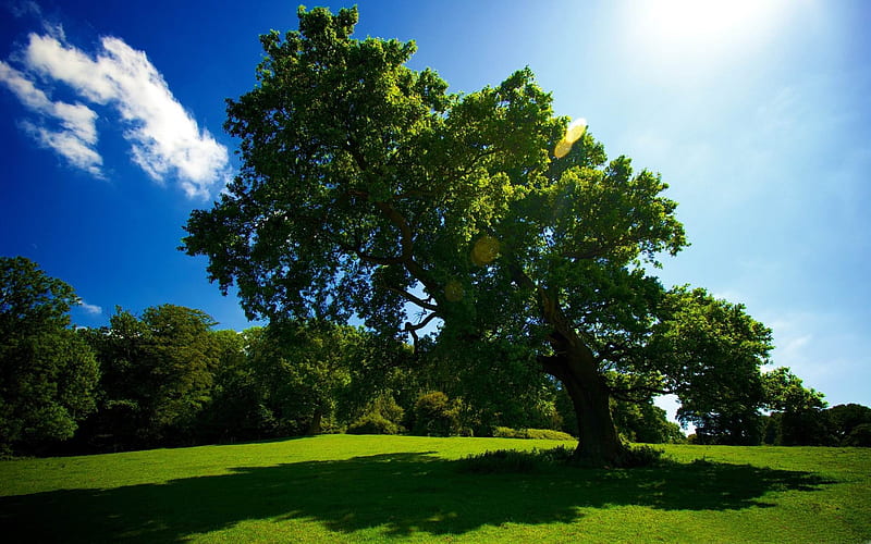 leaning tree-summer landscape, HD wallpaper