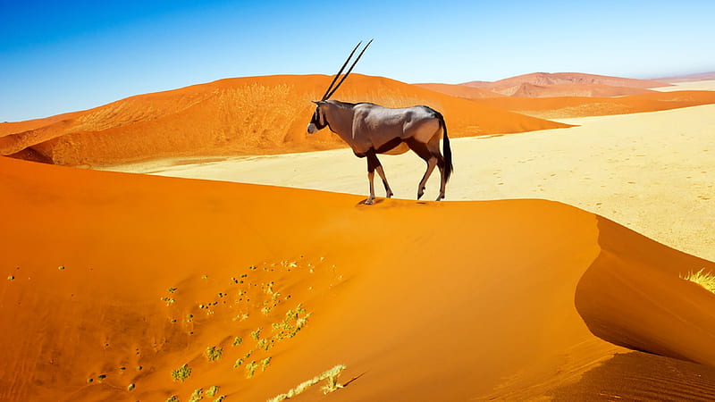 Desert Antelope Oryx, HD wallpaper