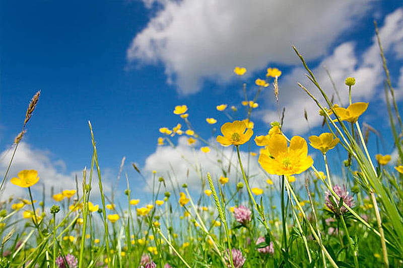 Beauty in nature, Spring, Flowers, Clouds, Sky, HD wallpaper | Peakpx