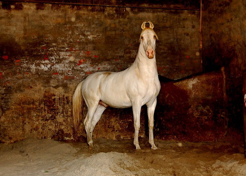 Cremello Marwari Stallion, cremello, indian, indigenous, india, marwari, horses, HD wallpaper