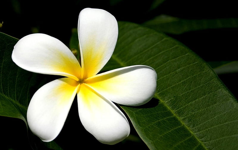 Flower Of Bali, Frangipani, White Frangipani, White Plumeria, White, White Flower, Nature, Flowers, Plumeria, Bali, Flower, HD wallpaper