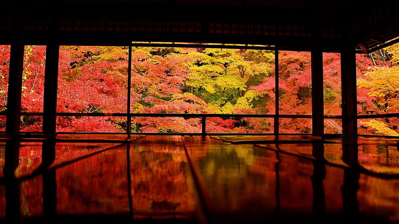 Japan Kyoto Asia Colorful Trees Reflection Japanese, HD wallpaper