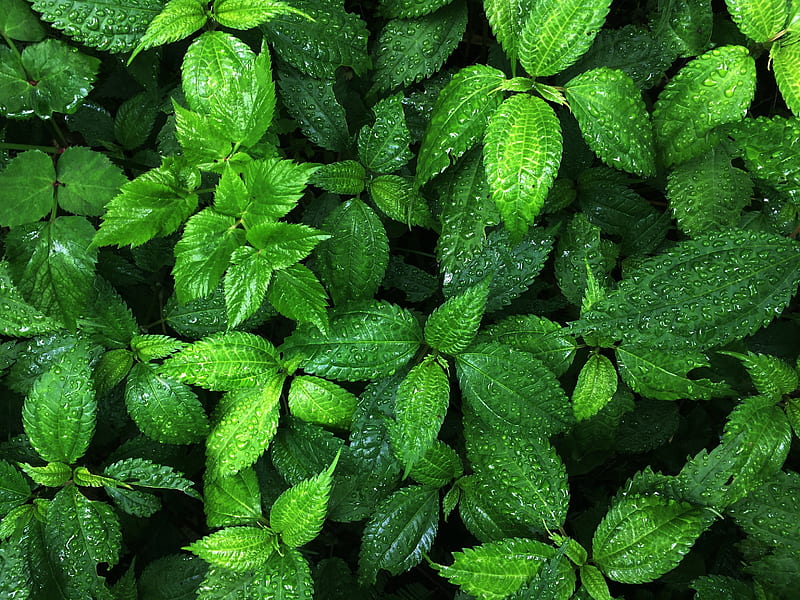 plant, leaves, drops, wet, macro, green, HD wallpaper
