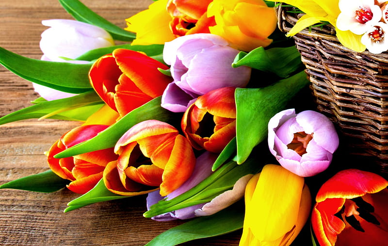 Tulipanes de colores, tulipanes, tulipán, flores, flor, Fondo de pantalla  HD | Peakpx
