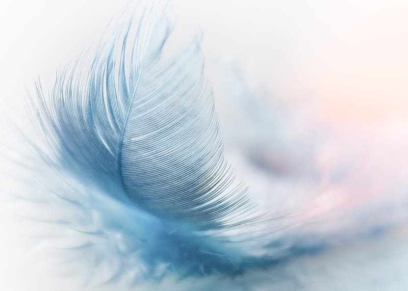 Featherweight Fly Wind Strauss Spring, feather, wing, spring, nature, HD wallpaper