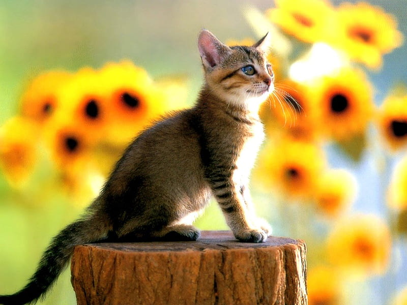 Sunflower ── 𝐃𝐑𝐄𝐀𝐌.  Funny cute cats, Cute cat wallpaper, Cute cats  and dogs