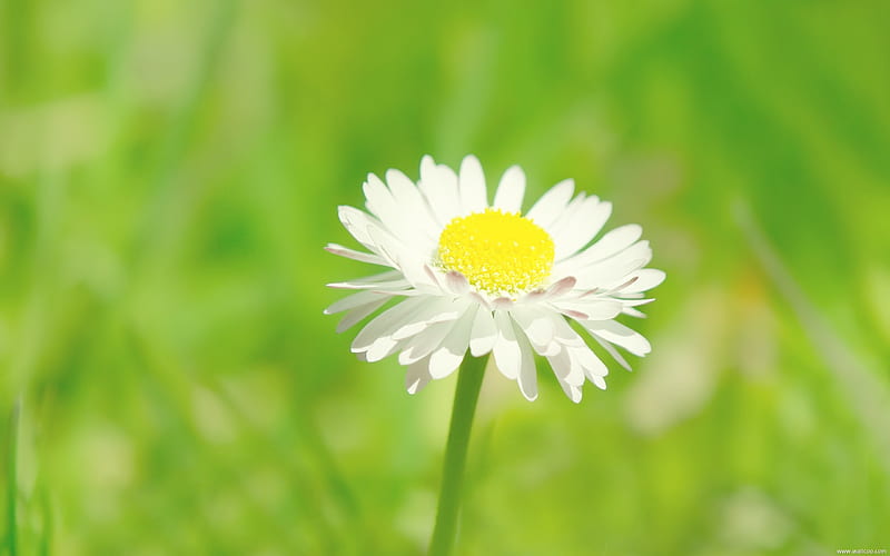 Daisy-Fresh and natural flowers, HD wallpaper