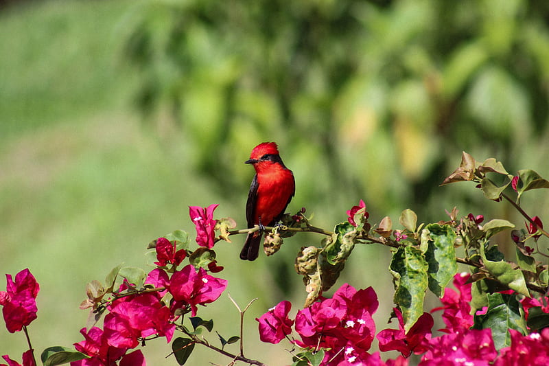 bird, northern cardinal, red, flowers, HD wallpaper