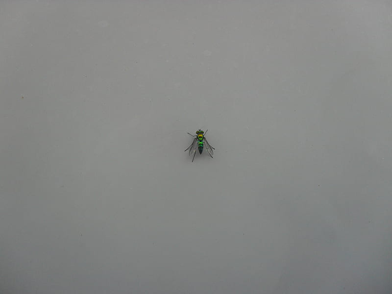 FLY :D, fly on the wall, green fly, wings, fly, HD wallpaper