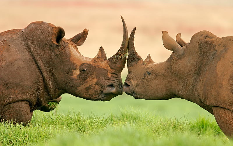 Rhinos, Africa, wildlife, wild animals, Rhinoceros, HD wallpaper | Peakpx