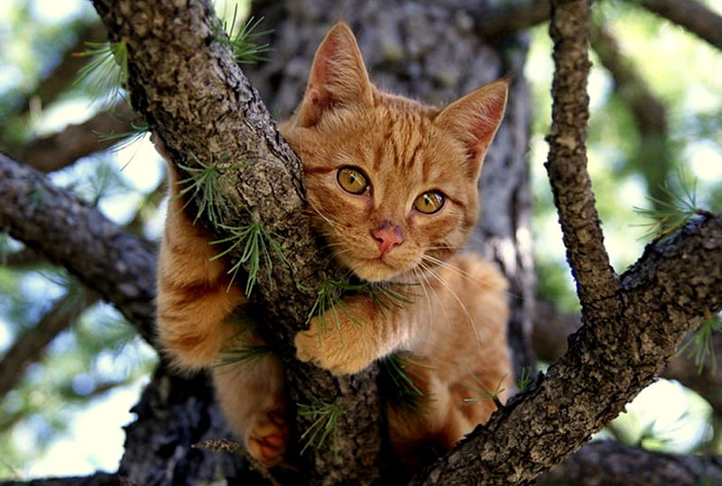 Hanging Out, gripping, tree, leaves, orange tabby, cat, branch, HD wallpaper